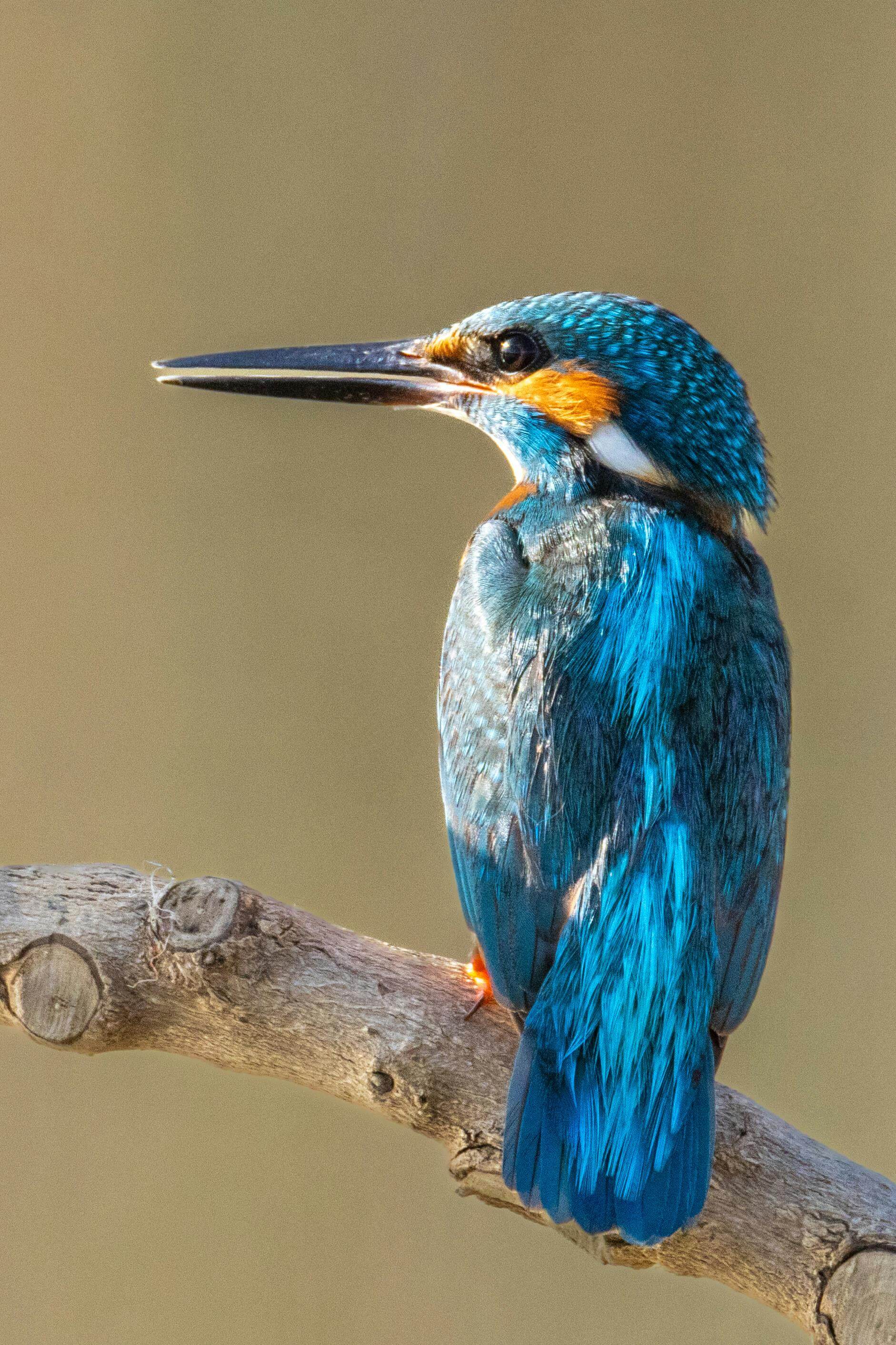 IJsvogel - symbool voor precisie en focus in advieswerk